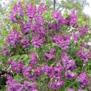 Syringa Charles Joly Tree - Scented Purple Flowers, Upright, Heart-Shaped Foliage, Hardy (5-6ft)