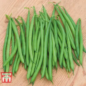 Bean Dwarf Caledonia 1 Seed Packet (100 Seeds)