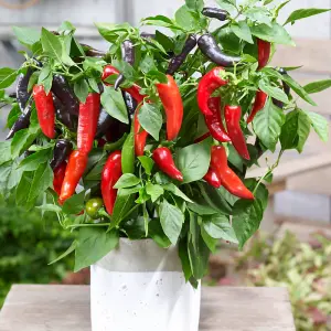 Pepper (Sweet) Mamba Sweet F1 1 Seed Packet (6 Seeds)