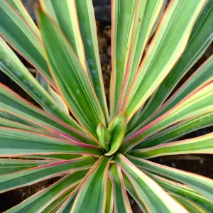 1 x Yucca gloriosa 'Variegata' in 9cm Pot - Amazing Two Tone Foliage