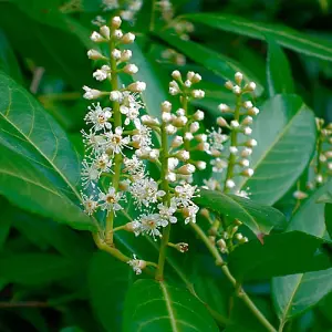 Cherry Laurel Hedge Prunus laurocerasus Set of 50 Bare Root Hedges