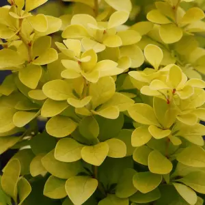 Berberis Maria Garden Shrub - Compact Size and Colorful Foliage, Low Maintenance (20-30cm Height Including Pot)