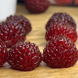 Rubus (Raspberry Tree) Hararasp 5 Litre Potted Plant x 2 -  Grow Your Own Fruit