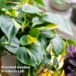 Houseplant Philodendron scandens Brasil 10cm Potted Plant x 1