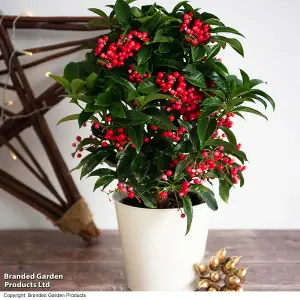 Gift Ardisia crenata Queen Star 12cm Pot x 1