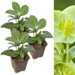 3 x Helleborus White Marble Christmas Rose Plants in 9cm Pots - Autumn Winter Flowering Outdoor Garden Perennial Ready to Plant