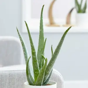 2 x Aloe Vera Plants 25-30cm In Height - Perfect Plants For Beginners