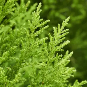 Cupressus macrocarpa Goldcrest in 10.5cm Pots (Pack of 3)