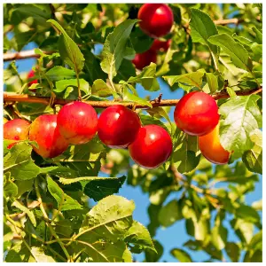 10 Cherry Plum Trees / Prunus Cerasifera / Myrobalan,40-60cm Tall, Edible Hedging