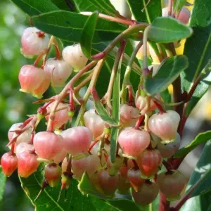 2 x Arbutus unedo Rubra in 9cm Pots - Bushy Evergreen Pink Strawberry Tree Shrub