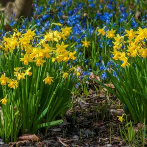 25 x Daffodil Tete a Tete Spring Bulbs - Yellow Dwarf Narcissus Flowering Perennials - Grow in Beds, Borders & Patio Pots