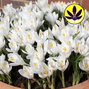 Crocus White Flowering Bulbs - Pure White Blooms, 25 Pack