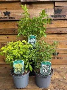 3 Mixed Large Choisya Shrubs Fragrant Evergreen Garden Plants in 2-3 Litre Pots