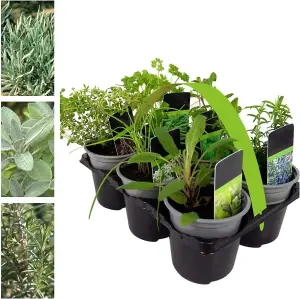 6 x Herb Plants - Including Herbs Like Rosemary - Coriander - Mint - Chives - Lavender - 9cm Pots Ready to Plant