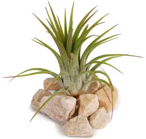 5 x Air Plants Mixed Tillandsia - Large Plants - Indoor House Plants