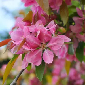 Malus (Crab Apple) Royalty (Rootstock M111) 1 Bare Root