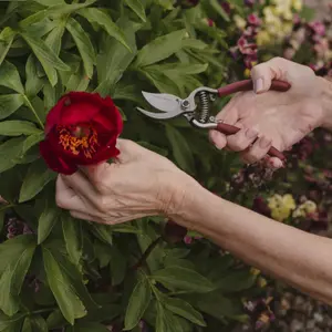 Kent & Stowe Garden Cutting Carbon Steel & Red Bypass Secateurs (H) 225mm x (W) 120mm