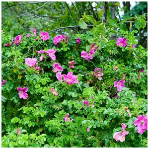 3 Common Wild Rose Hedging 30-50cm Plants,Keep Burglars Out, Rosa rugosa 3FATPIGS