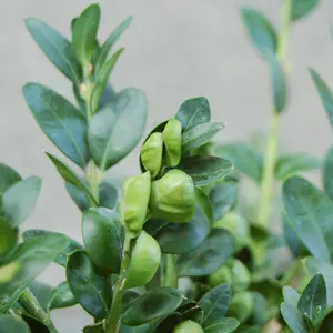 Buxus Sempervirens Garden Plant - Evergreen Foliage, Compact Size (20-40cm Height, 5 Plants)