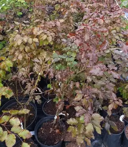 10 Purple Copper Beech Hedge Plants Native Semi- Evergreen Hedging 2-3ft Tall Potted