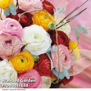 Ranunculus Mixed 50 Bulbs - Summer Flowering