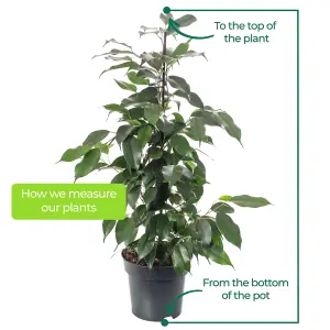 Ficus Benjamina Danielle - Indoor House Plant for Home Office, Kitchen, Living Room - Potted Houseplant (100-120cm)