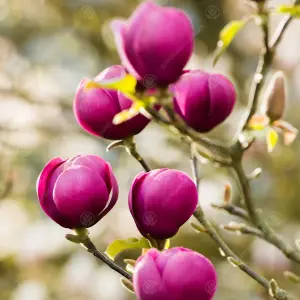 Magnolia Black Tulip Tree - Red-Purple Spring Flowers, Deciduous, Low Maintenance (4-5ft)