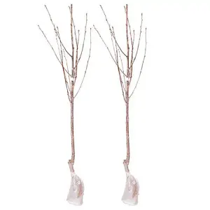 2 x Stella Cherry Trees bare root Pair of Bare Root Cherry Trees for Gardens Grow Your Own Cherry tree