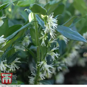 Sarcococca Confusa 3 Litre Potted Plant x 1