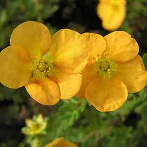 Potentilla Tangerine Garden Plant - Orange Flowers, Compact Size, Hardy (15-30cm Height Including Pot)