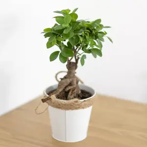 Ficus Microcarpa 'Ginseng' Bonsai Tree in a 12cm Pot - Bonsai Tree for Home, Office and Work - Indoor Plants for Air Purifying