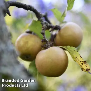 Apple (Malus) Egremont Russet (M26) 1 Bare Root Tree