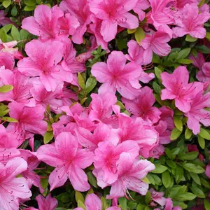 Azalea Geisha Pink - Evergreen Shrub, Exquisite Pink Blooms (20-30cm Height Including Pot)