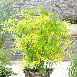 Golden Tower Elderberry Outdoor Shrub Plant Sambucus Nigra 2L Pot