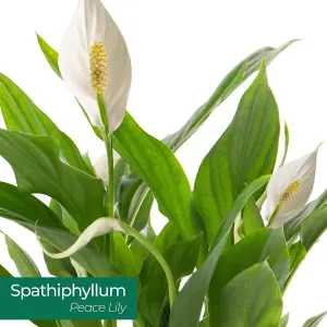 Spathiphyllum Peace Lily - Graceful and Purifying Indoor Plant for Interior Spaces (80-90cm Height Including Pot)