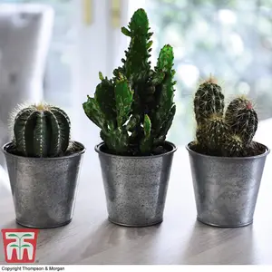 Houseplant Cactus Mix 10.5cm Pot x 3