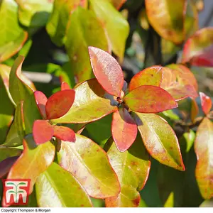 Fragrant Trachelospermum Jasminoides - Star Jasmine - 2 Litre Potted Plant x 2 - Ideal for Trellis, Fences & Obelisks