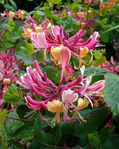 The Fragrant & Flowering Climbing Plants Selection Garden Border Mix Large Mature Plants Supplied in 3 Litre Pots - Pack of 6