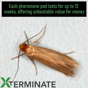 Xterminate Plastic Hanging Clothes Moth Trap Holders & 1 x Pheromone Refill Glue Pads Repellent for Wardrobes