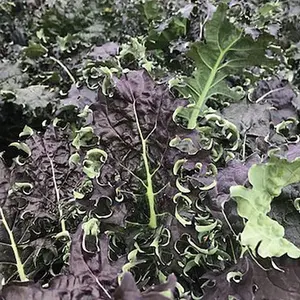 Kale KX -1 1 Seed Packet  (150 seeds)