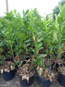 5 Cherry Laurel Hedge Plants Fast Growing Evergreen Hedging 2-3ft Tall Potted