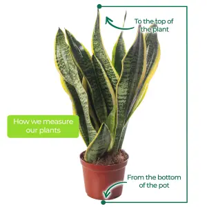 Sansevieria Laurentii - Indoor House Plant for Home Office, Kitchen, Living Room - Potted Houseplant (90-100cm)