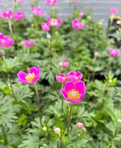 Anemone Spring Beauty Pink - 3 plants in 9cm pots