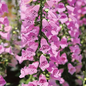 Digitalis Panther - Foxglove, Pink and White Flowers, Sun or Part Shade, Compact Size (15-30cm Height Including Pot)