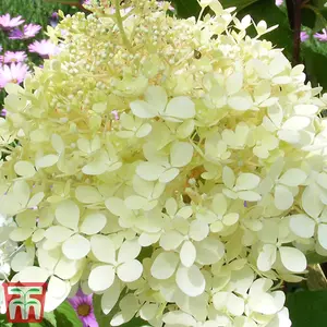 Hydrangea paniculata Phantom 9cm Pot x 1