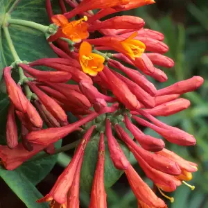 Lonicera Dropmore Scarlet Garden Plant - Vibrant Red and Orange Flowers, Compact Size (20-30cm Height Including Pot)