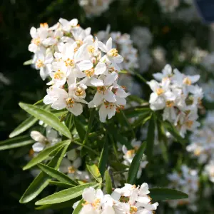 Mexican Orange Blossom Shrub Plant Choisya x Dewitteana 2L Pot