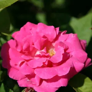 Zéphirine Drouhin Rose Bush Pink Flowering Roses Climbing Bourbon 4L Pot