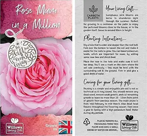 Mum in a Million Rose Bush Gift Wrapped - Plant Gift Perfect for Gardener Mothers