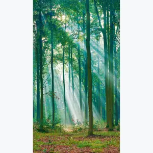 Grandeco Photographic Forest Sunlight Through Trees 3 panel repeatable mural 2.8 x 1.59m